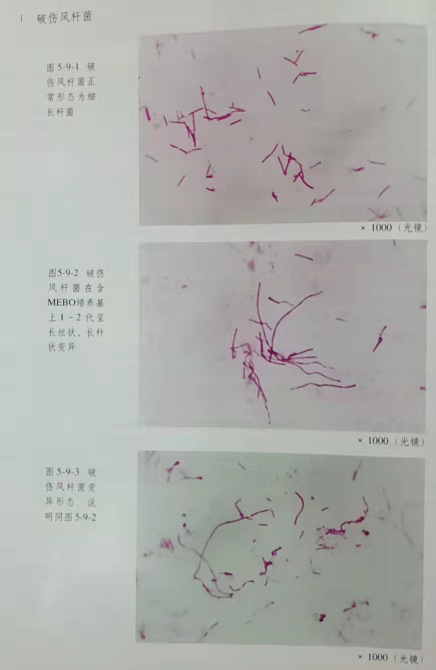 mg冰球突破豪华版(试玩)官方网站