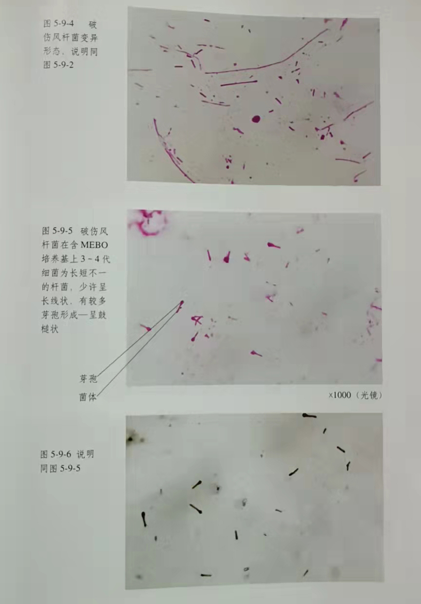 mg冰球突破豪华版(试玩)官方网站