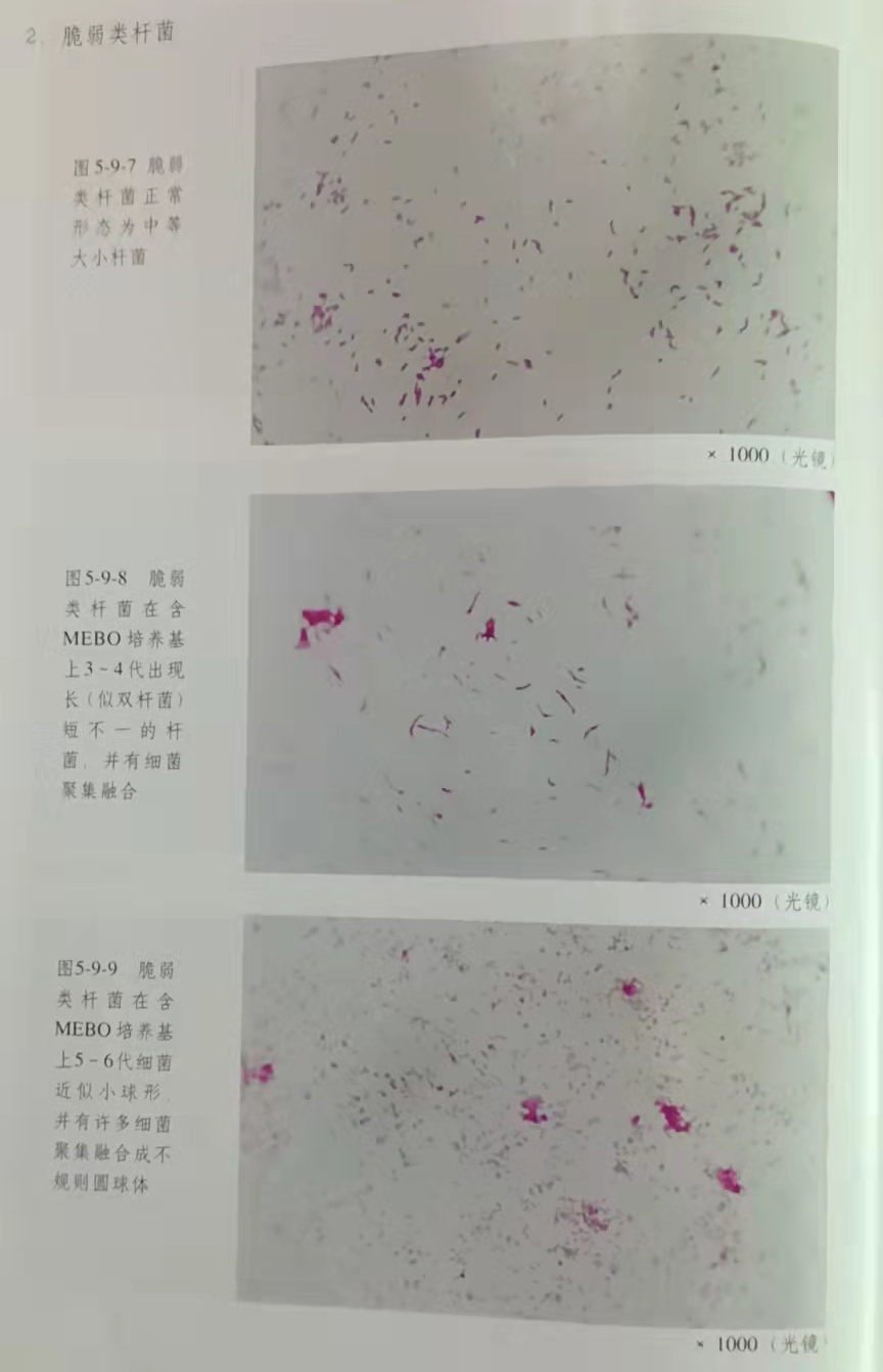 mg冰球突破豪华版(试玩)官方网站