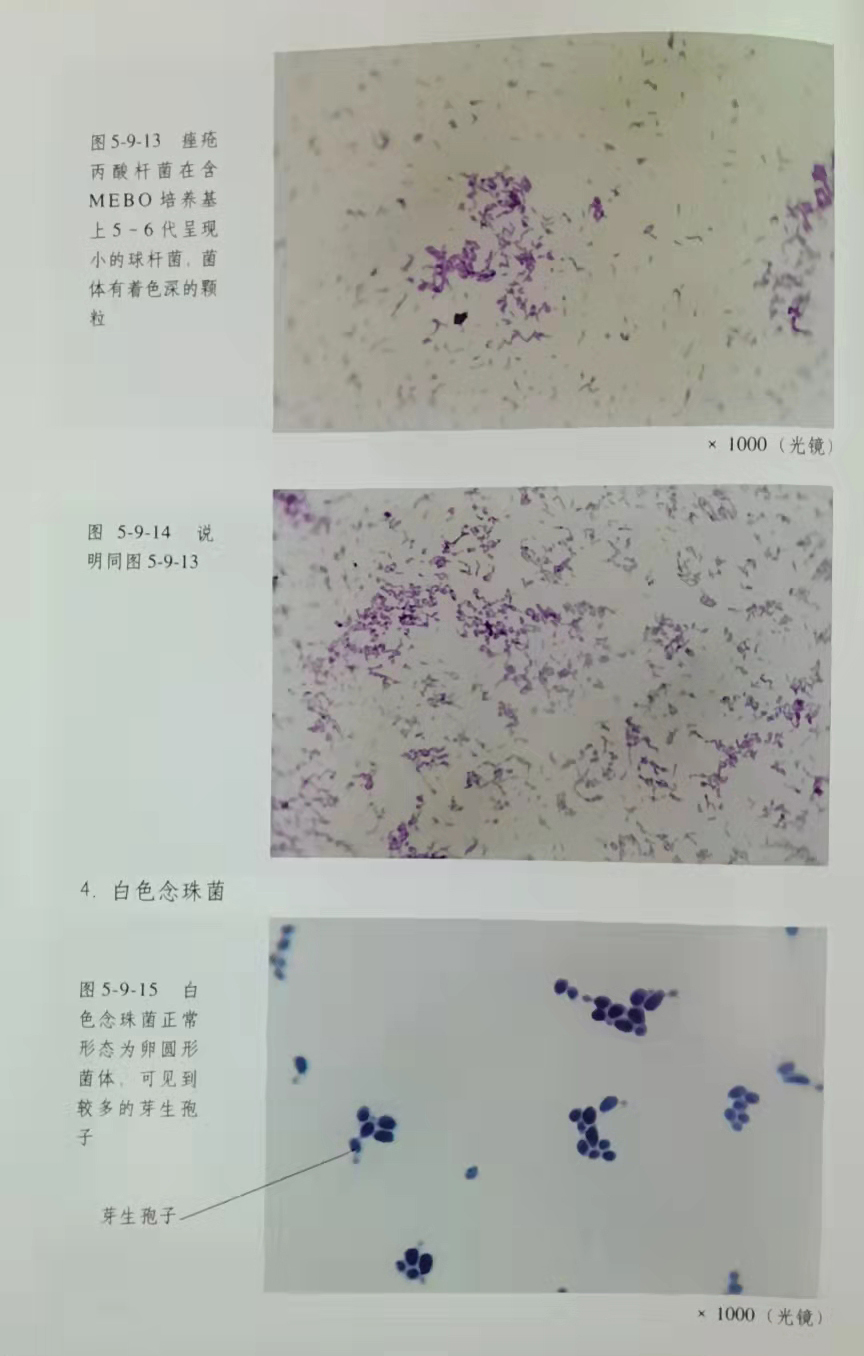 mg冰球突破豪华版(试玩)官方网站