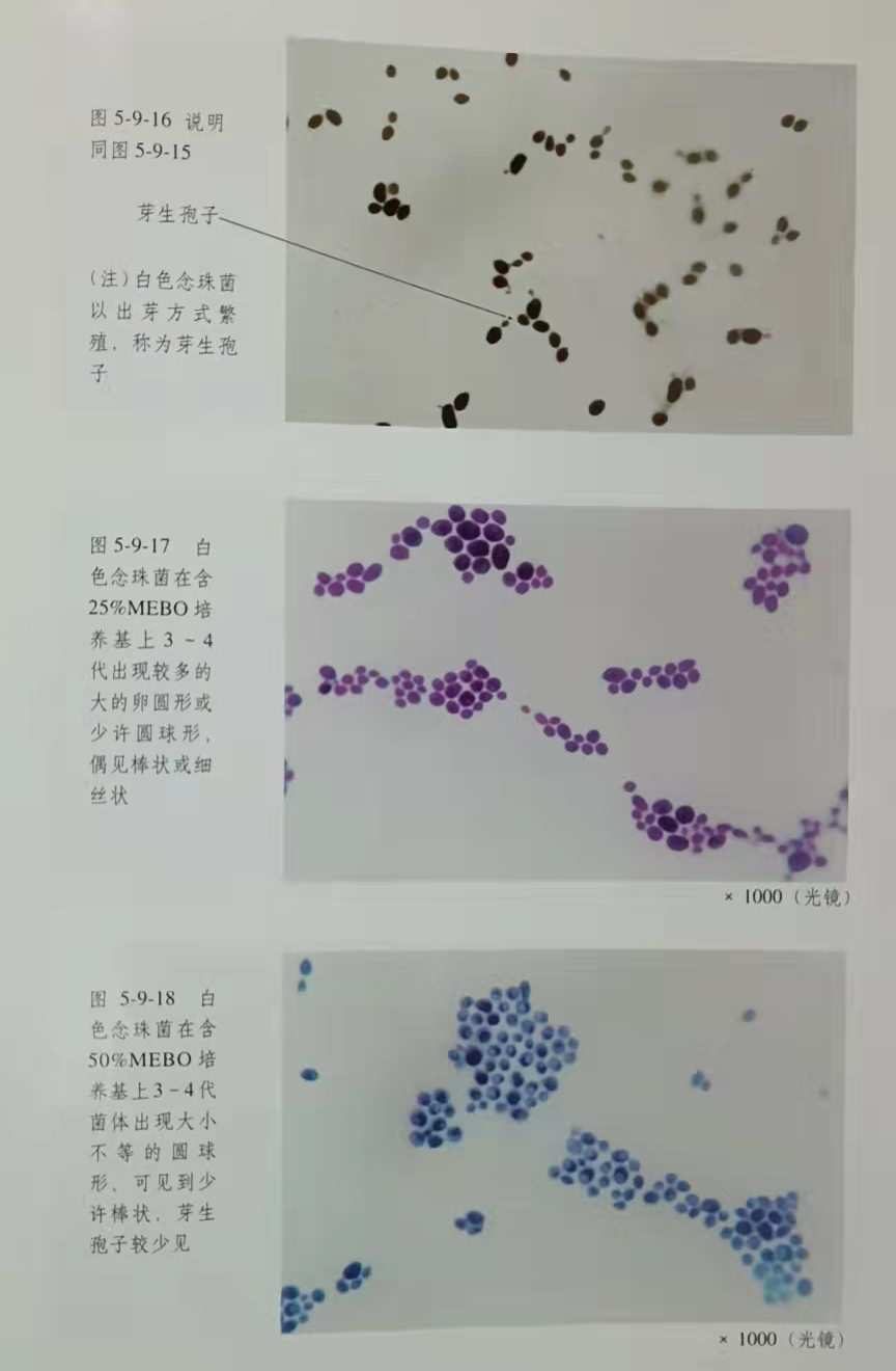 mg冰球突破豪华版(试玩)官方网站