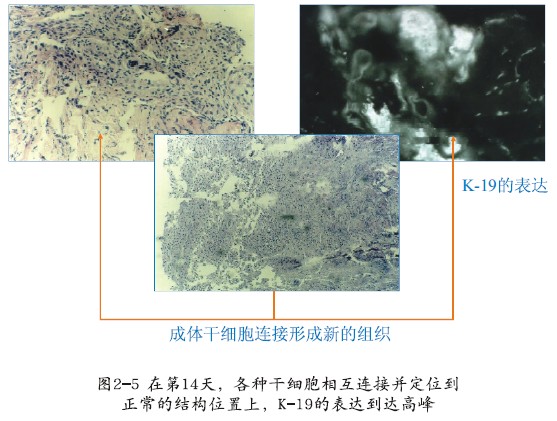 mg冰球突破豪华版(试玩)官方网站