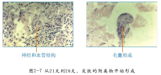 mg冰球突破豪华版(试玩)官方网站